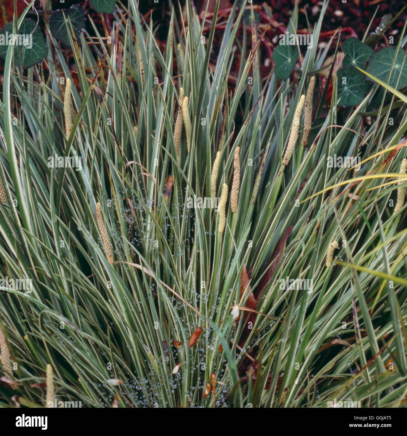 Acorus gramineus - `Variegatus' with dewy cobweb!   GRA106738 Stock Photo